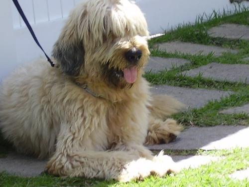 https://images.dog.ceo/breeds/briard/n02105251_8027.jpg