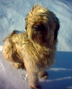 https://images.dog.ceo/breeds/briard/n02105251_8075.jpg