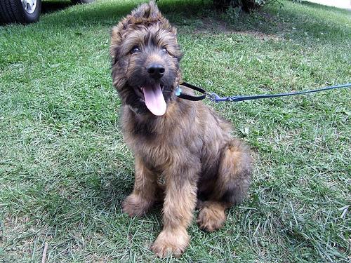 https://images.dog.ceo/breeds/briard/n02105251_8082.jpg