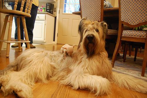 https://images.dog.ceo/breeds/briard/n02105251_8094.jpg