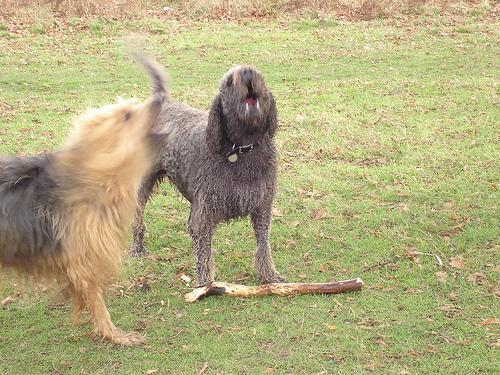 https://images.dog.ceo/breeds/briard/n02105251_8210.jpg