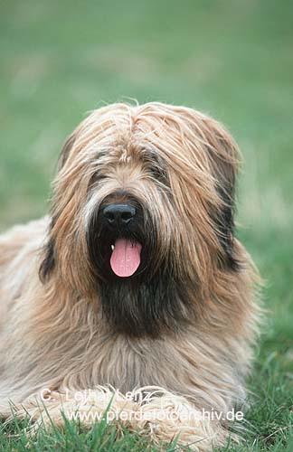 https://images.dog.ceo/breeds/briard/n02105251_8240.jpg