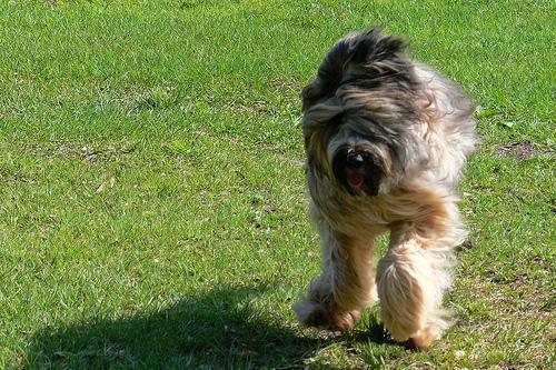 https://images.dog.ceo/breeds/briard/n02105251_8296.jpg