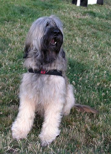 https://images.dog.ceo/breeds/briard/n02105251_8345.jpg