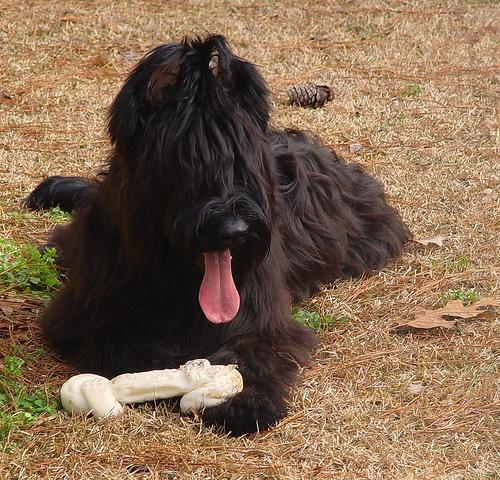 https://images.dog.ceo/breeds/briard/n02105251_8384.jpg