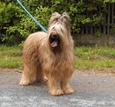 https://images.dog.ceo/breeds/briard/n02105251_853.jpg