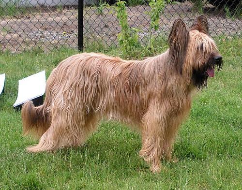 https://images.dog.ceo/breeds/briard/n02105251_8540.jpg