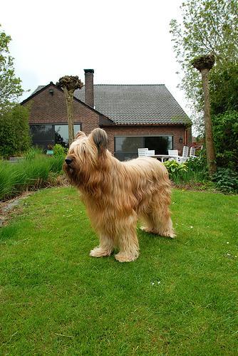 https://images.dog.ceo/breeds/briard/n02105251_8552.jpg