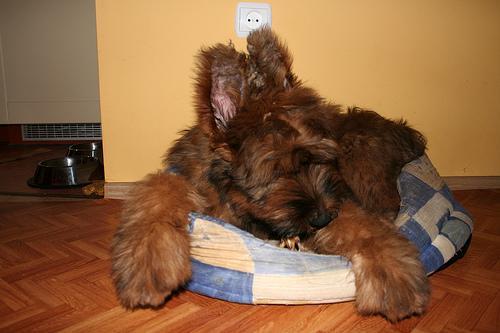 https://images.dog.ceo/breeds/briard/n02105251_8560.jpg