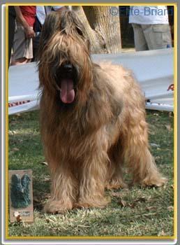 https://images.dog.ceo/breeds/briard/n02105251_8570.jpg