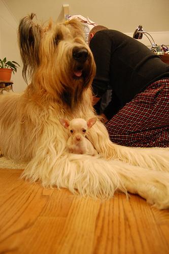 https://images.dog.ceo/breeds/briard/n02105251_8587.jpg