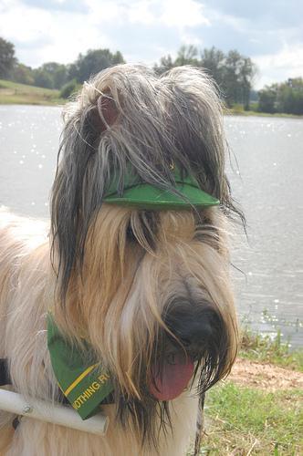 https://images.dog.ceo/breeds/briard/n02105251_8629.jpg