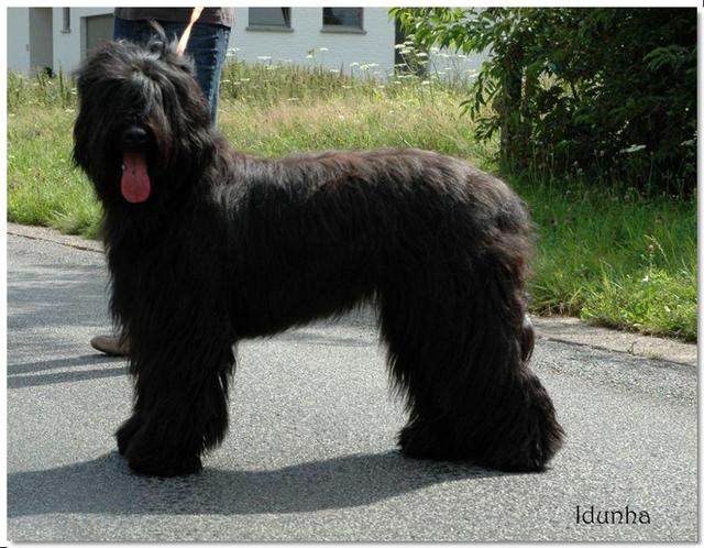 https://images.dog.ceo/breeds/briard/n02105251_8643.jpg