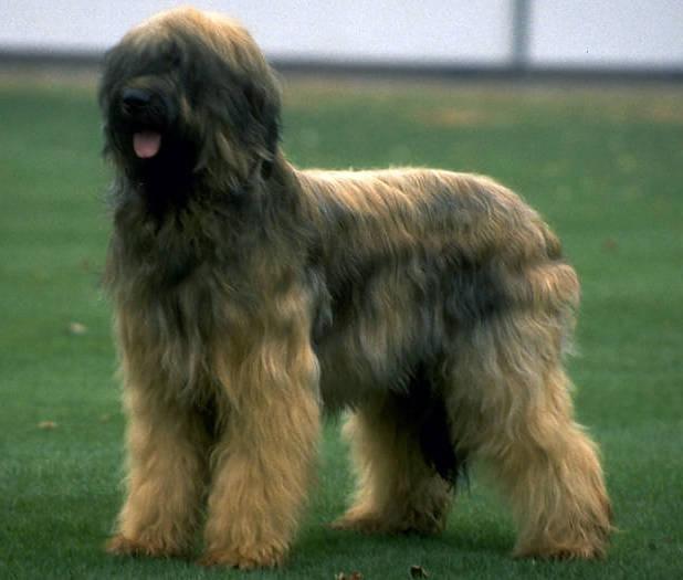 https://images.dog.ceo/breeds/briard/n02105251_866.jpg