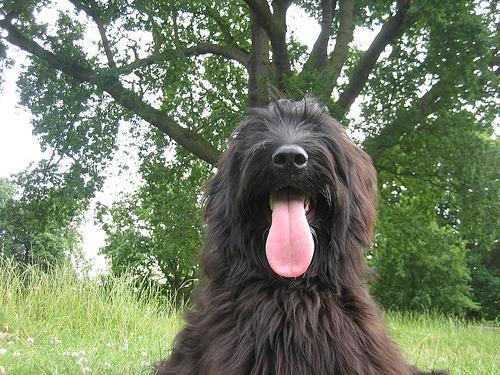 https://images.dog.ceo/breeds/briard/n02105251_8725.jpg