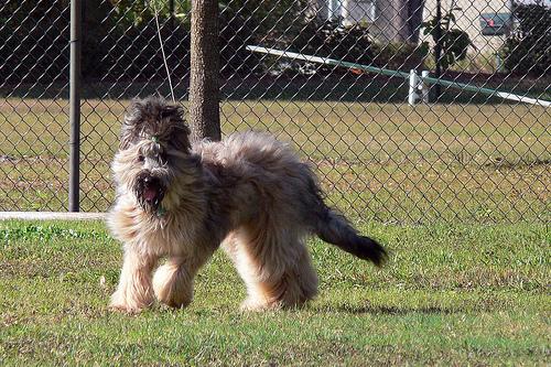 https://images.dog.ceo/breeds/briard/n02105251_8743.jpg