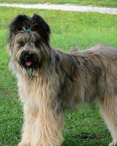 https://images.dog.ceo/breeds/briard/n02105251_8848.jpg