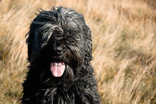 https://images.dog.ceo/breeds/briard/n02105251_8870.jpg