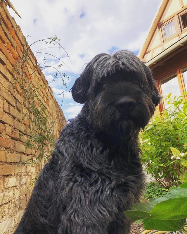 https://images.dog.ceo/breeds/briard/n02105251_8891.jpg