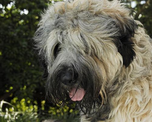 https://images.dog.ceo/breeds/briard/n02105251_8896.jpg