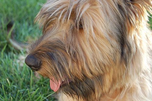 https://images.dog.ceo/breeds/briard/n02105251_8911.jpg