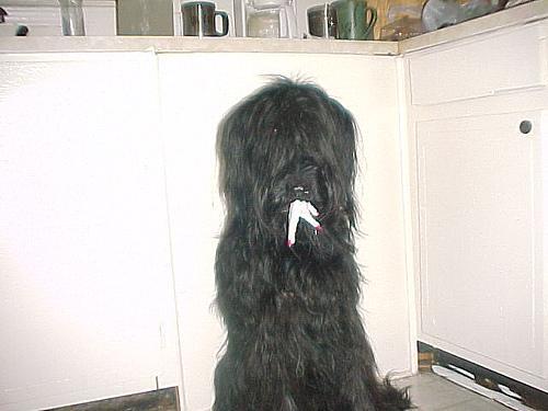 https://images.dog.ceo/breeds/briard/n02105251_8930.jpg