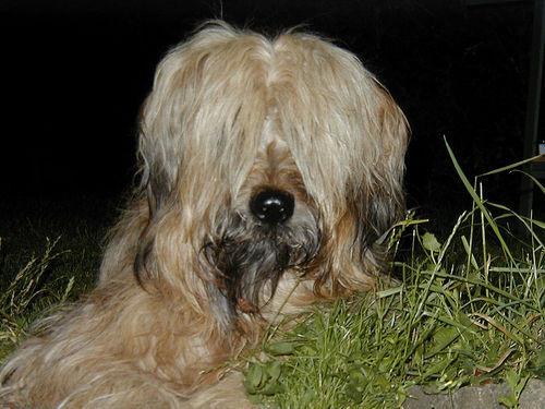 https://images.dog.ceo/breeds/briard/n02105251_8951.jpg