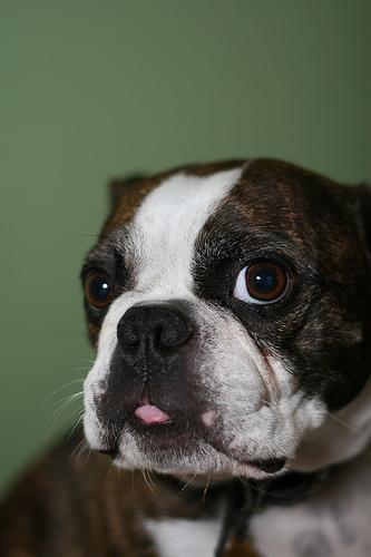 https://images.dog.ceo/breeds/bulldog-boston/n02096585_8203.jpg