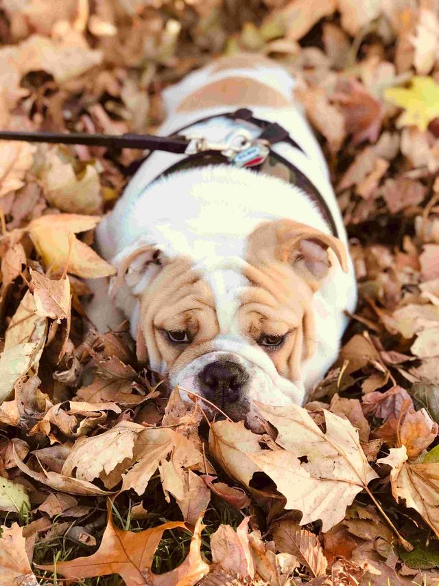 https://images.dog.ceo/breeds/bulldog-english/bunz.jpg