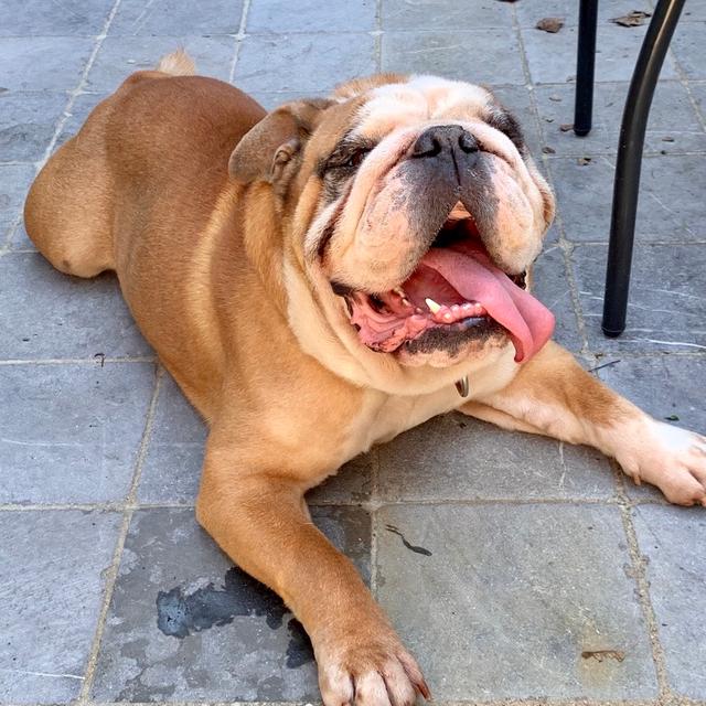 https://images.dog.ceo/breeds/bulldog-english/jager-1.jpg