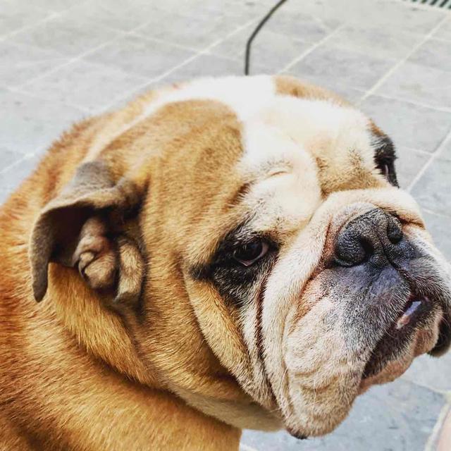 https://images.dog.ceo/breeds/bulldog-english/jager-2.jpg