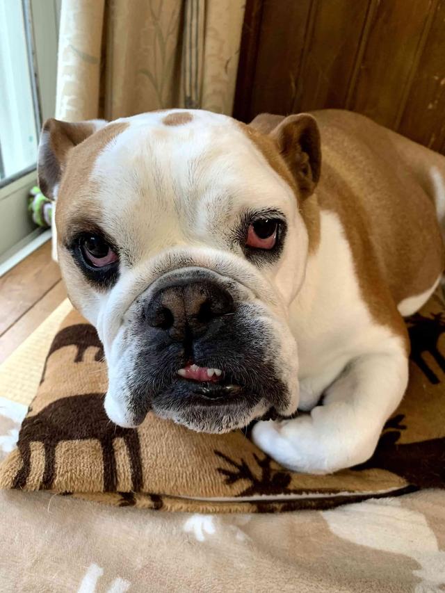 https://images.dog.ceo/breeds/bulldog-english/mami.jpg