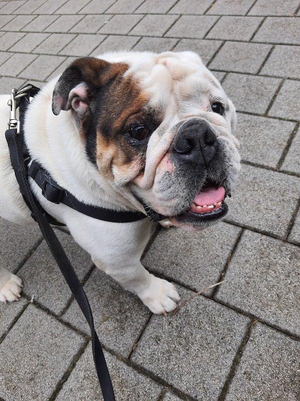 https://images.dog.ceo/breeds/bulldog-english/murphy.jpg