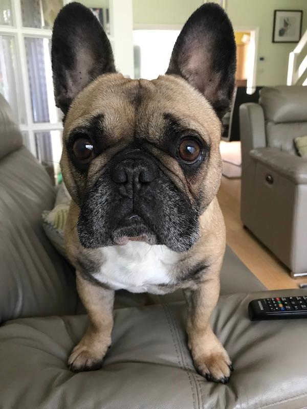 https://images.dog.ceo/breeds/bulldog-french/IMG_1657.jpg