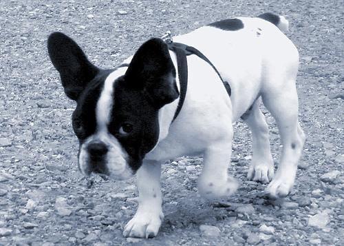 https://images.dog.ceo/breeds/bulldog-french/n02108915_225.jpg