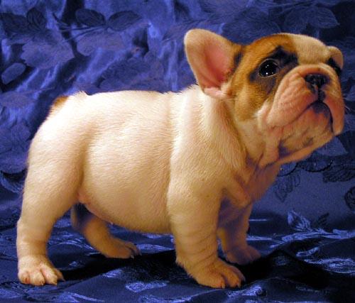 https://images.dog.ceo/breeds/bulldog-french/n02108915_2312.jpg