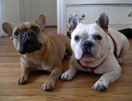 https://images.dog.ceo/breeds/bulldog-french/n02108915_4176.jpg