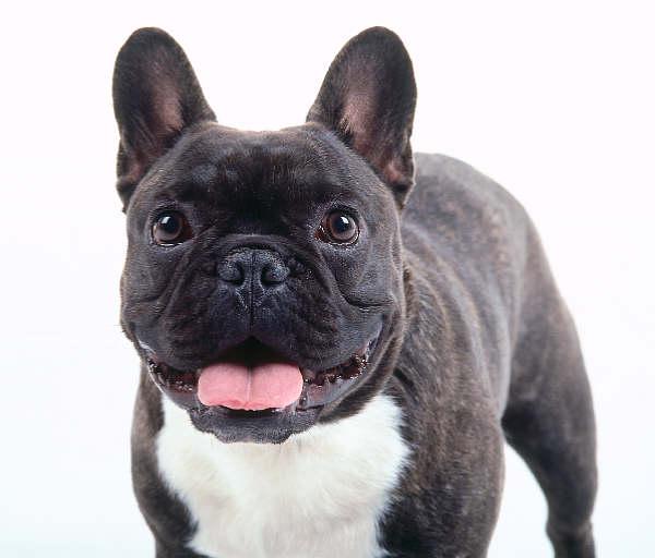 https://images.dog.ceo/breeds/bulldog-french/n02108915_5201.jpg