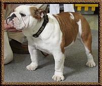 https://images.dog.ceo/breeds/bulldog-french/n02108915_7806.jpg