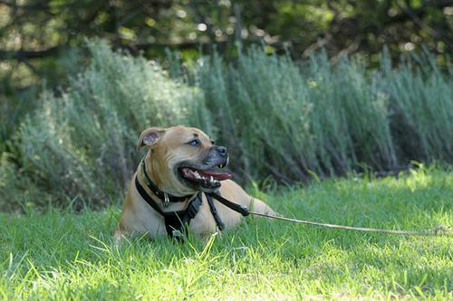 https://images.dog.ceo/breeds/bullterrier-staffordshire/n02093256_11569.jpg