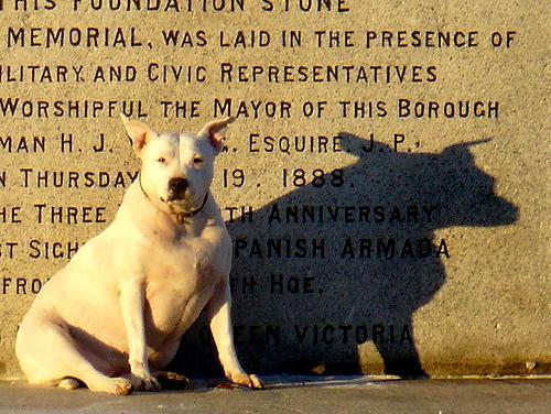 https://images.dog.ceo/breeds/bullterrier-staffordshire/n02093256_1489.jpg