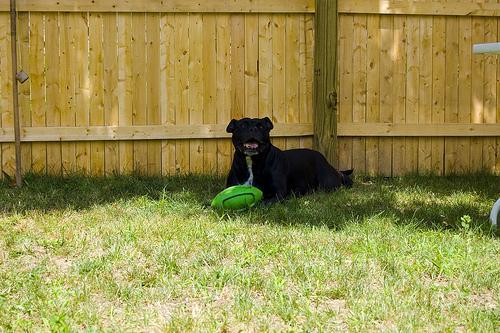 https://images.dog.ceo/breeds/bullterrier-staffordshire/n02093256_2353.jpg