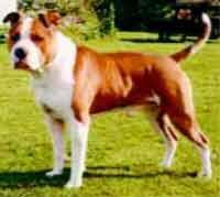 https://images.dog.ceo/breeds/bullterrier-staffordshire/n02093256_2542.jpg