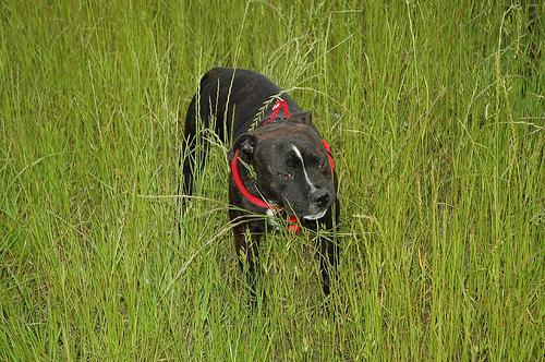 https://images.dog.ceo/breeds/bullterrier-staffordshire/n02093256_2557.jpg