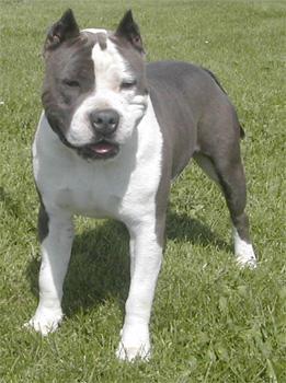 https://images.dog.ceo/breeds/bullterrier-staffordshire/n02093256_5646.jpg