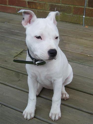 https://images.dog.ceo/breeds/bullterrier-staffordshire/n02093256_5733.jpg