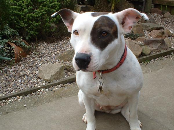 https://images.dog.ceo/breeds/bullterrier-staffordshire/n02093256_5943.jpg