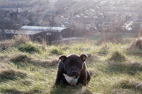 https://images.dog.ceo/breeds/bullterrier-staffordshire/n02093256_6575.jpg