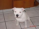 https://images.dog.ceo/breeds/bullterrier-staffordshire/n02093256_7075.jpg