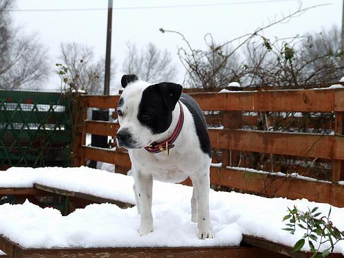 https://images.dog.ceo/breeds/bullterrier-staffordshire/n02093256_7830.jpg